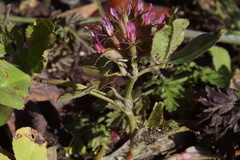 Trifolium spumosum