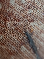 Pseudophoraspis nebulosa