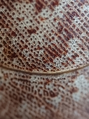 Pseudophoraspis nebulosa