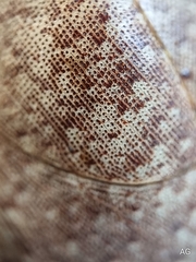 Pseudophoraspis nebulosa