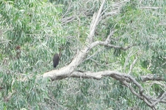 Ixobrychus flavicollis