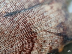 Pseudophoraspis nebulosa