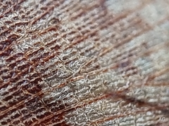 Pseudophoraspis nebulosa