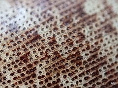 Pseudophoraspis nebulosa