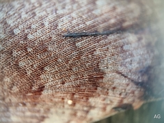 Pseudophoraspis nebulosa