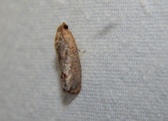 Cryptophlebia peltastica