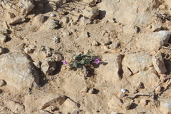 Erodium crassifolium