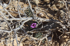 Erodium crassifolium