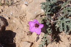 Erodium crassifolium