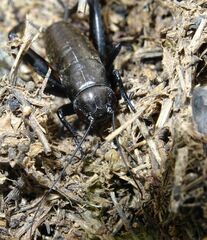 Gryllus campestris