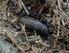 Gryllus campestris