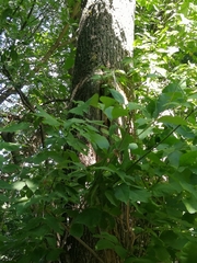 Fraxinus pennsylvanica
