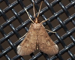 Piletocera macroperalis