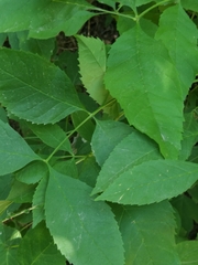 Fraxinus pennsylvanica