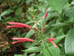 Dianthera secunda