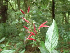 Dianthera secunda
