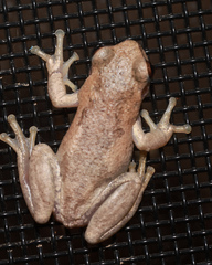 Litoria balatus