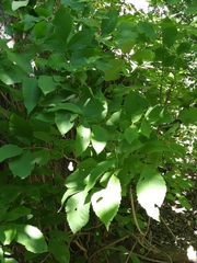 Fraxinus pennsylvanica