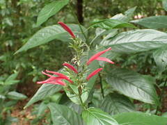 Dianthera secunda