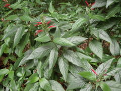Dianthera secunda