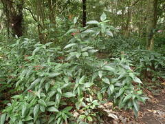 Dianthera secunda