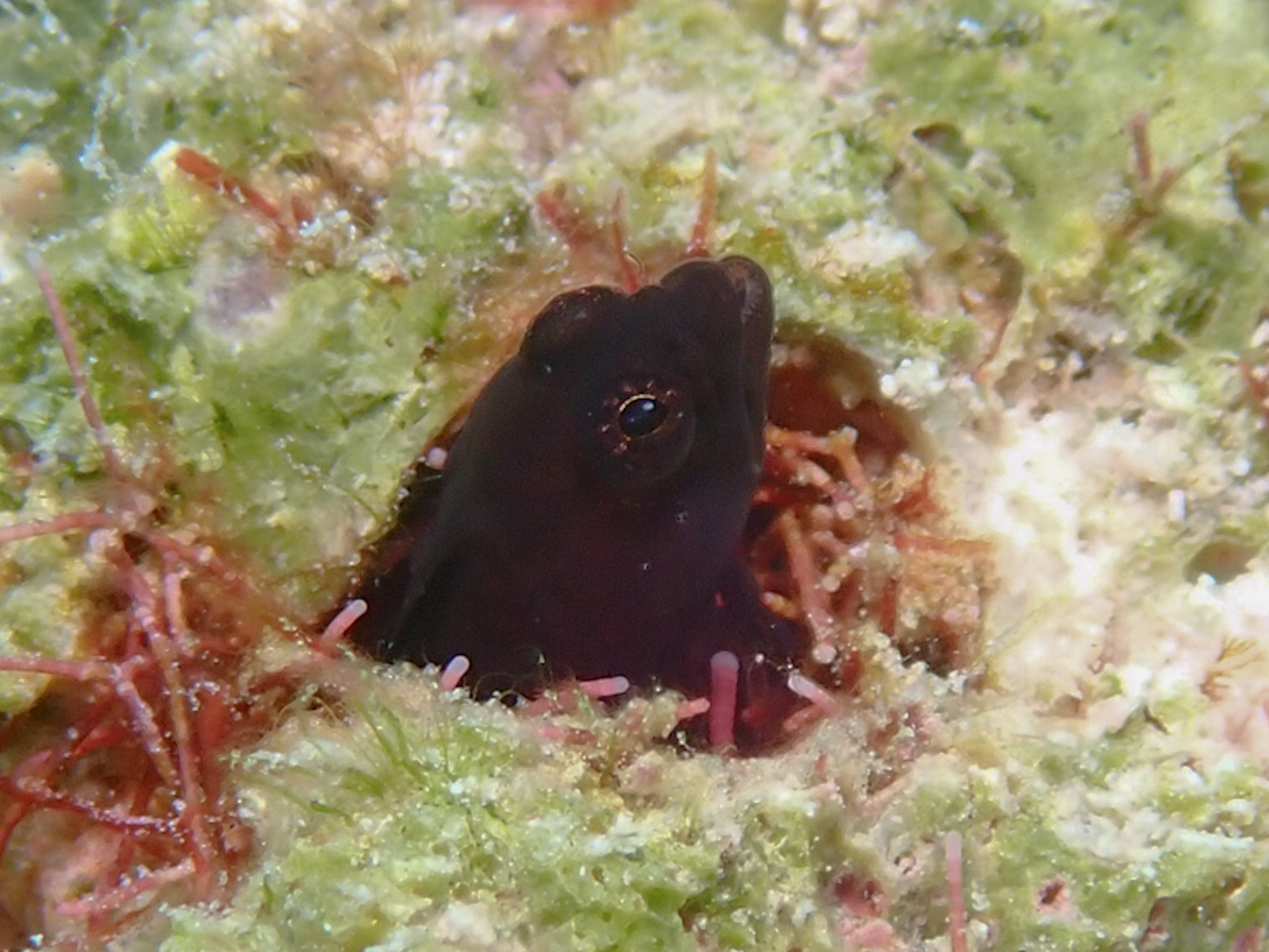 Blackhead Blenny photo 7