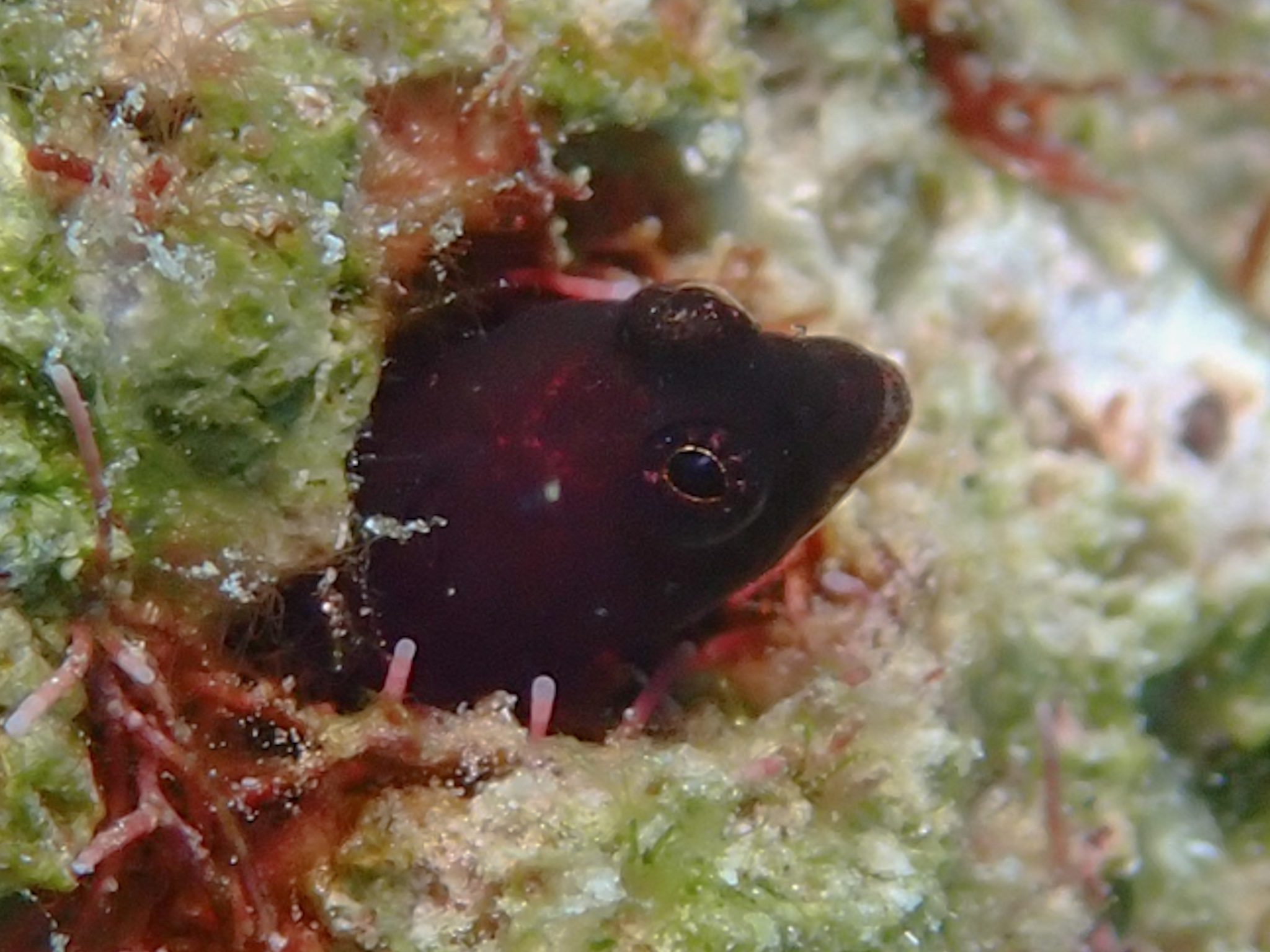 Blackhead Blenny photo 8