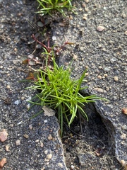 Polypremum procumbens