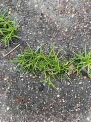 Polypremum procumbens