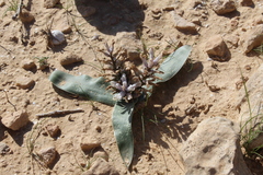 Bellevalia desertorum