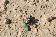 Bellevalia desertorum