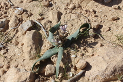 Bellevalia desertorum