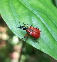 Apoderus coryli