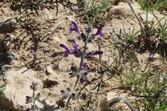 Salvia lanigera