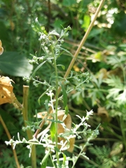 Artemisia