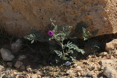 Erodium crassifolium