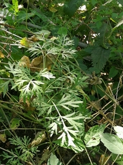 Artemisia