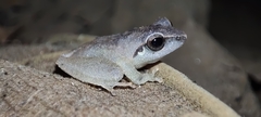Pseudophilautus
