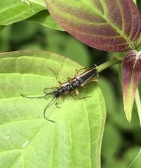 Lepturini