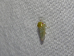 Batracomorphus