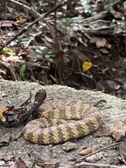 Acanthophis antarcticus