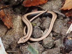 Anguis colchica