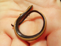 Anguis colchica