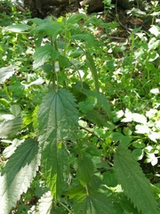 Urtica dioica