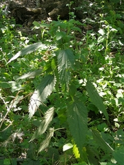 Urtica dioica