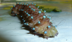 Saturnia pyri