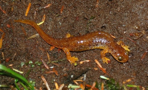 Columbia Torrent Salamander