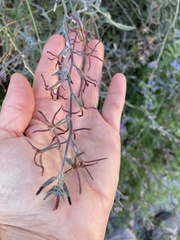 Lyrocarpa coulteri
