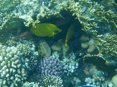 Chaetodon semilarvatus