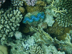 Tridacna maxima